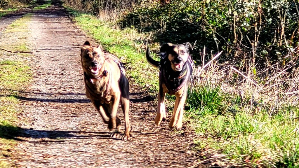 Penny und Kira am 26.02.2022